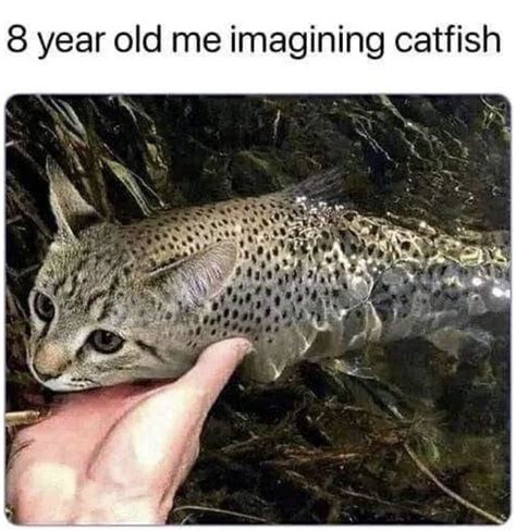 catfish meme|funny catfish.